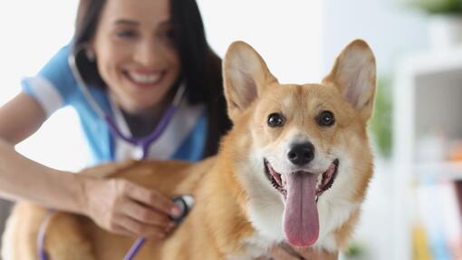 Heart Murmur in Dogs: When Should You Worry? | Purina